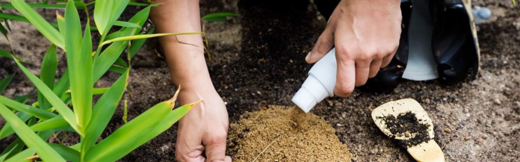 applying bamboo fertilizer