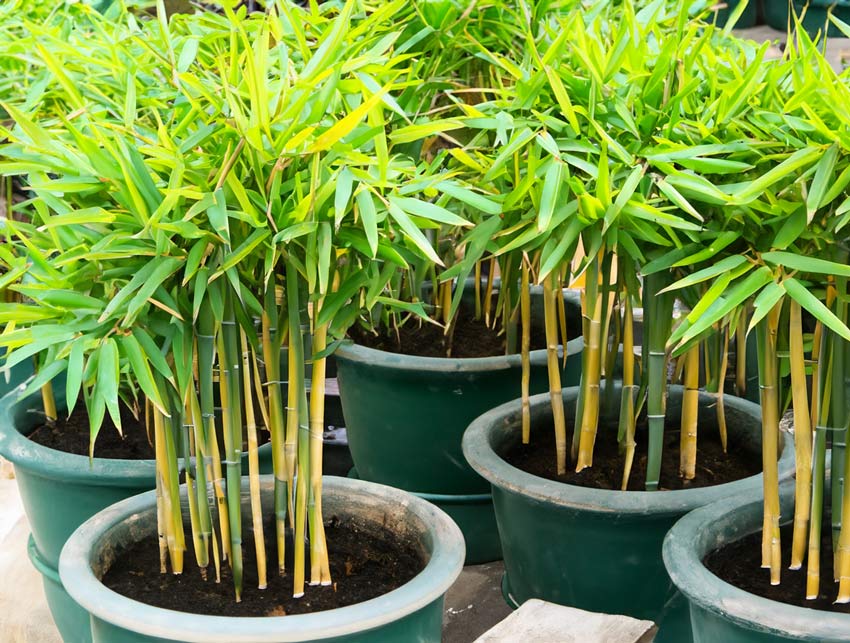 bamboo in green pots