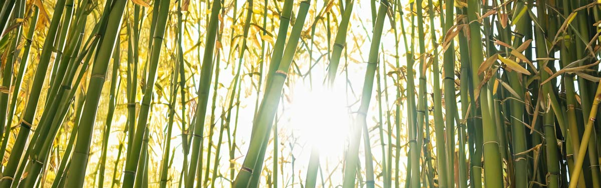 chasing the sun bamboo