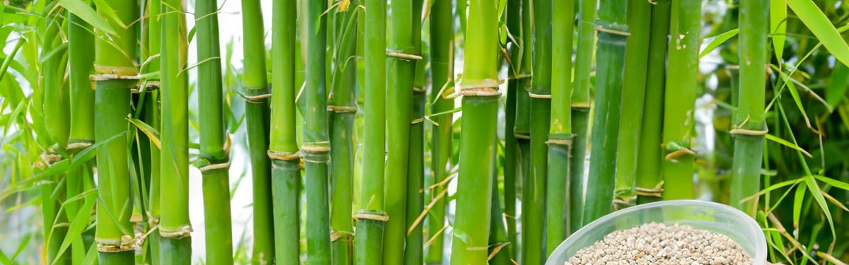 fertilizer for bamboo