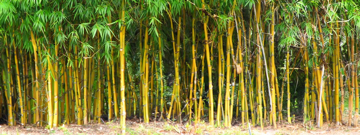 forest bamboo