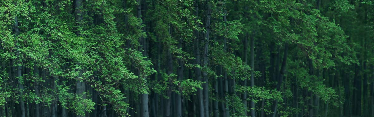 green bamboo forest