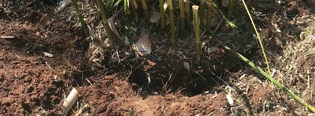 how-to remove bamboo