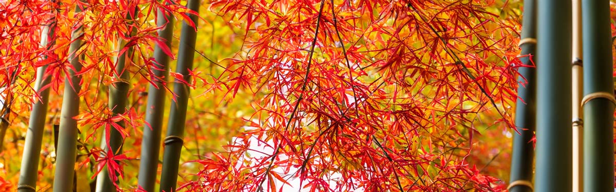 Japanese Maples and Bamboo