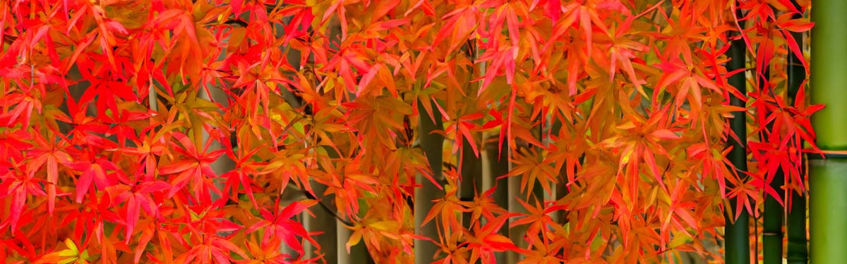 maples and bamboo varieties