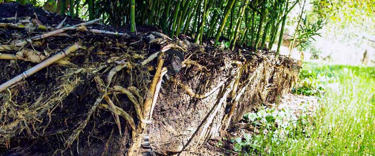 roots of bamboo