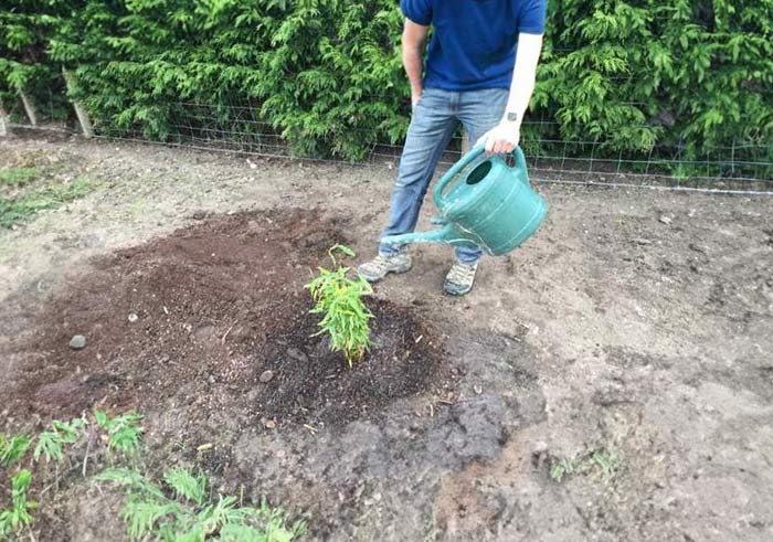 watering bamboo